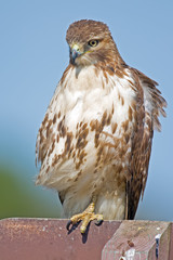 Red-tailed Hawk sitting on Sign