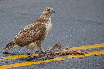 Red-tailed Hawk Having a Meal