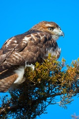 Red-tailed Hawk in a tree