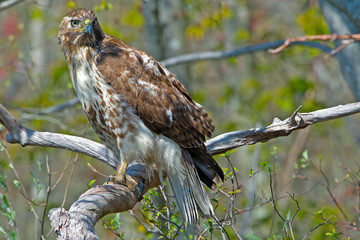 Red-tailed Hawk in a tree