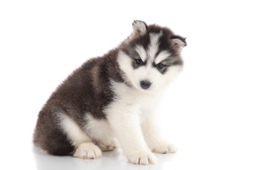 Fototapeta premium Cute siberian husky sitting