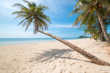 Coconut trees with blue sky and white sand beach. A destination to relax this summer