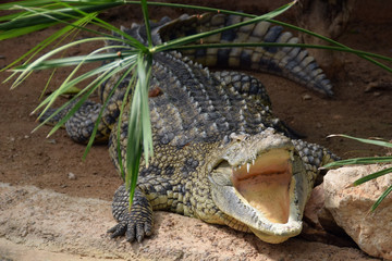 nile crocodile with open jaws