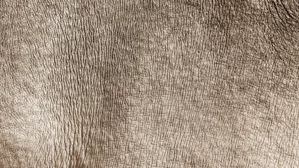 Keuken foto achterwand Neushoorn White rhino skin texture background