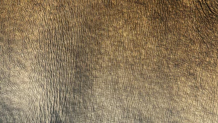 Papier Peint photo Lavable Rhinocéros Fond de texture de peau de rhinocéros blanc