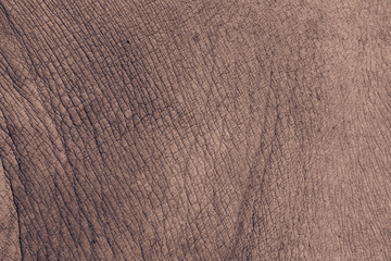 Fond de texture de peau de rhinocéros blanc