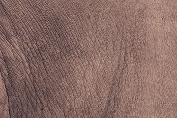Photo sur Plexiglas Rhinocéros Fond de texture de peau de rhinocéros blanc
