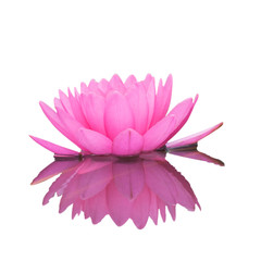Pink lotus flower isolated on the white background