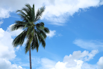 Obraz premium Coconut tree and blue sky