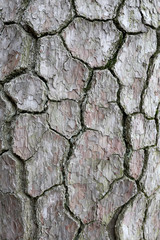 Tree bark texture rough.