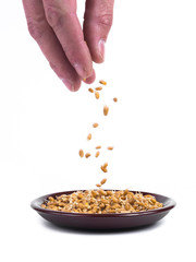 Wheat germ spilling out of hand into the bowl isolated on white background