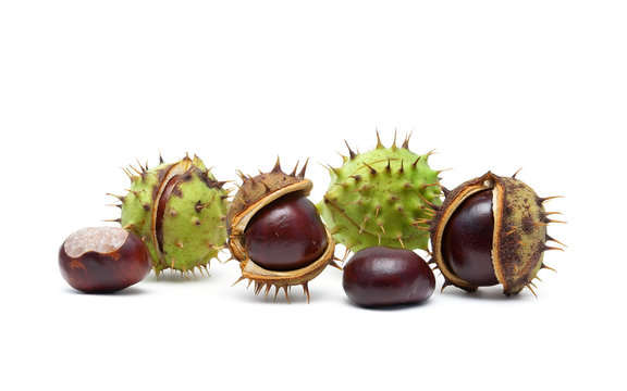 ripe chestnuts on a white background