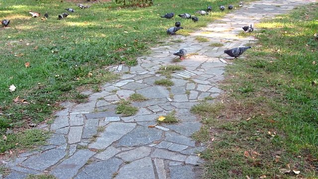 Pigeons in the park