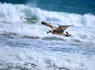 flying Seagul