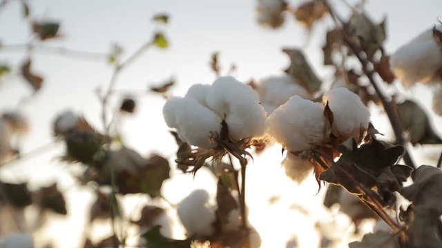 Dolly shot of ripe cotton close-up on sunset glare