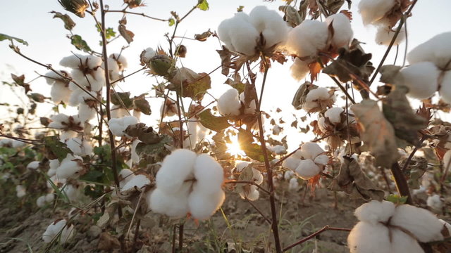 Dolly shot of ripe bushes of cotton at sunset the glare of the