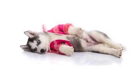 puppy in clothes on a white background
