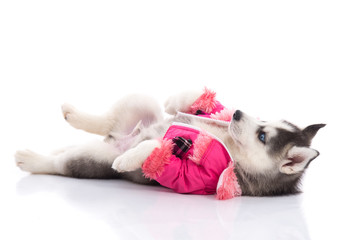 puppy in clothes on a white background