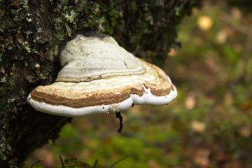 Fototapeta premium Tinder fungus on tree in nature