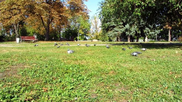 Pigeons in the park