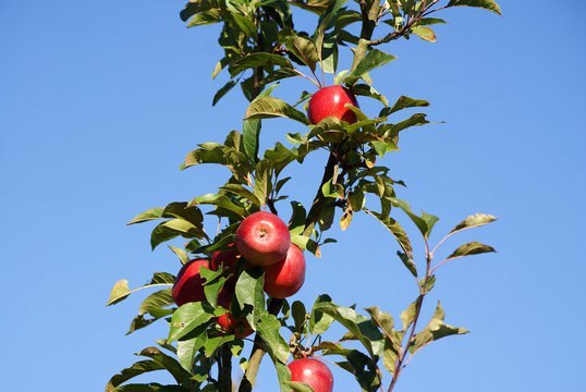 &Auml;pfel