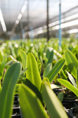 Baby orchid in plantation