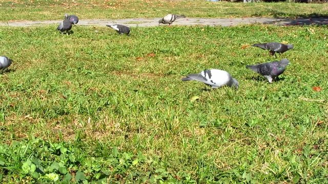 pigeons in the park