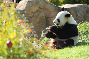 Naklejka premium Panda géant