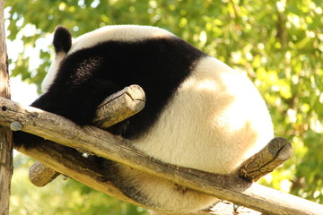 Obraz premium Panda géant