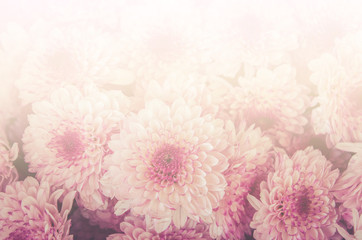 closeup of Chrysanthemum bunch sweet color