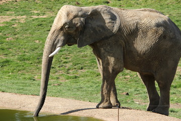 El&eacute;phant