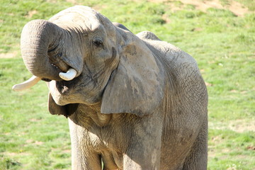 Obraz premium Eléphant