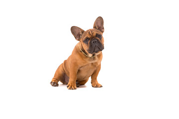Obraz premium French Bulldog puppy