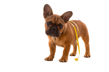 French Bulldog puppy on diet