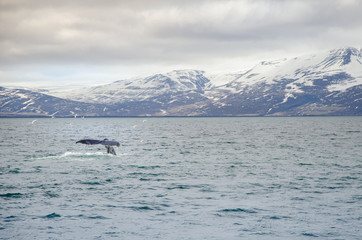 Buckelwale © RS.Foto