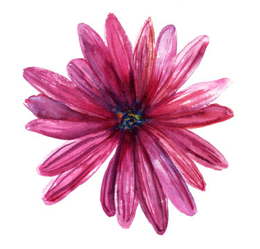 A watercolor drawing of a purple daisy on white background