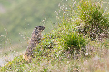 Marmotte dans l'herbe