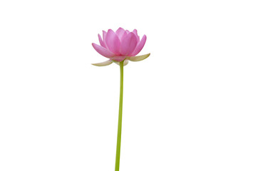 lotus on white background