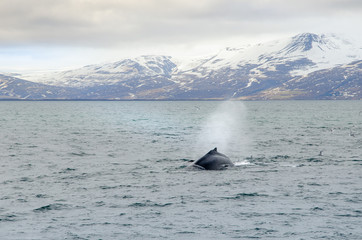 Buckelwale © RS.Foto