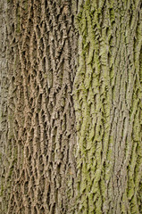Bark background. Gray and green