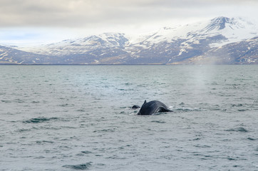 Buckelwale © RS.Foto
