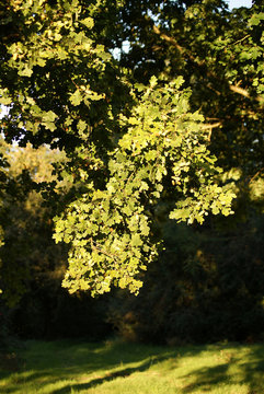 Ast Eiche