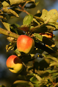 &Auml;pfel