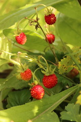 ripe wild strawberries