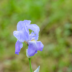Iris Flowers