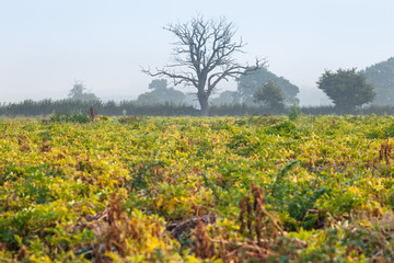 Fototapeta na wymiar Old Tree on Organic Potato Field