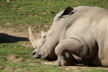 Obraz premium Rhinocéros
