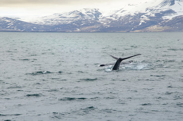 Buckelwale © RS.Foto