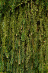 Fir branches