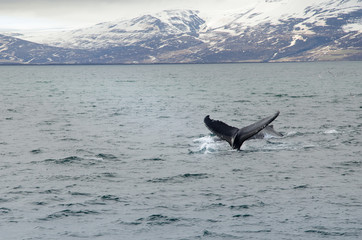 Buckelwale © RS.Foto